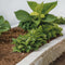Plant in a Box - Hydrangea bicolor 'Camilla' Roze - Set van 6 - Tweekleurige hortensia - Pot 9cm - Hoogte 25-40cm