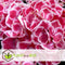 Plant in a Box - Hydrangea bicolor 'Camilla' Roze - Set van 6 - Tweekleurige hortensia - Pot 9cm - Hoogte 25-40cm