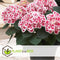 Plant in a Box - Hydrangea bicolor 'Camilla' Roze - Set van 6 - Tweekleurige hortensia - Pot 9cm - Hoogte 25-40cm