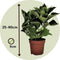 Plant in a Box - Hydrangea bicolor 'Camilla' Roze - Set van 6 - Tweekleurige hortensia - Pot 9cm - Hoogte 25-40cm