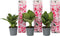 Plant in a Box - Hydrangea bicolor 'Camilla' Roze - Set van 6 - Tweekleurige hortensia - Pot 9cm - Hoogte 25-40cm