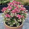 Plant in a Box - Hydrangea 'Euphorbia Pink' - Roze - Hortensia - Potmaat 19cm - Hoogte 40-50 cm
