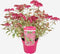 Plant in a Box - Hydrangea 'Euphorbia Pink' - Roze - Hortensia - Potmaat 19cm - Hoogte 40-50 cm