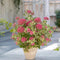 Plant in a Box - Hydrangea 'Euphorbia Pink' - Roze - Hortensia - Potmaat 19cm - Hoogte 40-50 cm