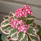 Plant in a Box - Hydrangea 'Euphorbia Pink' - Roze - Hortensia - Potmaat 19cm - Hoogte 40-50 cm