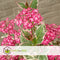 Plant in a Box - Hydrangea 'Euphorbia Pink' - Roze - Hortensia - Potmaat 19cm - Hoogte 40-50 cm