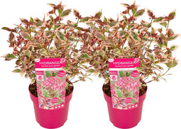 Plant in a Box - Hydrangea 'Euphorbia Pink' - set van 2 - Hortensia - Potmaat 19cm - Hoogte 40-50 cm