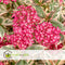 Plant in a Box - Hydrangea 'Euphorbia Pink' - set van 2 - Hortensia - Potmaat 19cm - Hoogte 40-50 cm