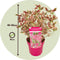 Plant in a Box - Hydrangea 'Euphorbia Pink' - set van 2 - Hortensia - Potmaat 19cm - Hoogte 40-50 cm