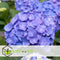 Plant in a Box - Hydrangea macroph. Blauw - Set van 3 - Hortensiaroos - Pot 9cm - Hoogte 25-40cm