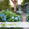 Plant in a Box - Hydrangea macroph. Blauw - Set van 3 - Hortensiaroos - Pot 9cm - Hoogte 25-40cm