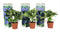 Plant in a Box - Hydrangea macroph. Blauw - Set van 3 - Hortensiaroos - Pot 9cm - Hoogte 25-40cm
