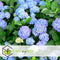 Plant in a Box - Hydrangea macroph. Blauw - Set van 3 - Hortensiaroos - Pot 9cm - Hoogte 25-40cm