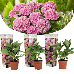Plant in a Box - Hydrangea macroph. Roze - Set van 3 - Hortensiaroos - Pot 9cm - Hoogte 25-40cm