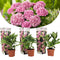Plant in a Box - Hydrangea macroph. Roze - Set van 3 - Hortensiaroos - Pot 9cm - Hoogte 25-40cm