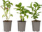 Plant in a Box - Hydrangea macroph. Roze - Set van 3 - Hortensiaroos - Pot 9cm - Hoogte 25-40cm