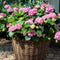 Plant in a Box - Hydrangea macroph. Roze - Set van 3 - Hortensiaroos - Pot 9cm - Hoogte 25-40cm