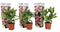 Plant in a Box - Hydrangea macroph. Roze - Set van 3 - Hortensiaroos - Pot 9cm - Hoogte 25-40cm