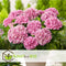 Plant in a Box - Hydrangea macroph. Roze - Set van 3 - Hortensiaroos - Pot 9cm - Hoogte 25-40cm