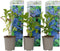 Plant in a Box - Hydrangea macrophylla Blauw - Set van 6 - Hortensiaroos - Pot 9cm - Hoogte 25-40cm
