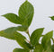 Plant in a Box - Hydrangea macrophylla Blauw - Set van 6 - Hortensiaroos - Pot 9cm - Hoogte 25-40cm