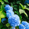 Plant in a Box - Hydrangea macrophylla Blauw - Set van 6 - Hortensiaroos - Pot 9cm - Hoogte 25-40cm