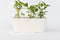 Plant in a Box - Hydrangea macrophylla Blauw - Set van 6 - Hortensiaroos - Pot 9cm - Hoogte 25-40cm