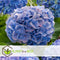 Plant in a Box - Hydrangea macrophylla Blauw - Set van 6 - Hortensiaroos - Pot 9cm - Hoogte 25-40cm