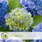 Plant in a Box - Hydrangea macrophylla Blauw - Set van 6 - Hortensiaroos - Pot 9cm - Hoogte 25-40cm