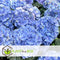 Plant in a Box - Hydrangea macrophylla Blauw - Set van 6 - Hortensiaroos - Pot 9cm - Hoogte 25-40cm