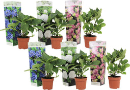 Plant in a Box - Hydrangea macrophylla 'Early Blue', 'Early Pink', 'Wudu' - Hortensia - Mix van 6 - Pot 10,5cm - Hoogte 25-40cm