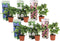 Plant in a Box - Hydrangea macrophylla 'Early Blue', 'Early Pink', 'Wudu' - Hortensia - Mix van 6 - Pot 10,5cm - Hoogte 25-40cm