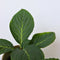 Plant in a Box - Hydrangea macrophylla 'Early Blue', 'Early Pink', 'Wudu' - Hortensia - Mix van 6 - Pot 10,5cm - Hoogte 25-40cm
