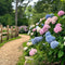 Plant in a Box - Hydrangea macrophylla 'Early Blue', 'Early Pink', 'Wudu' - Hortensia - Mix van 6 - Pot 10,5cm - Hoogte 25-40cm
