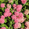 Plant in a Box - Hydrangea macrophylla 'Early Blue', 'Early Pink', 'Wudu' - Hortensia - Mix van 6 - Pot 10,5cm - Hoogte 25-40cm