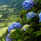 Plant in a Box - Hydrangea macrophylla 'Early Blue', 'Early Pink', 'Wudu' - Hortensia - Mix van 6 - Pot 10,5cm - Hoogte 25-40cm