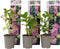 Plant in a Box - Hydrangea macrophylla Roze - Set van 6 - Hortensiaroos - Pot 9cm - Hoogte 25-40cm