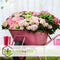 Plant in a Box - Hydrangea macrophylla Roze - Set van 6 - Hortensiaroos - Pot 9cm - Hoogte 25-40cm
