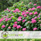 Plant in a Box - Hydrangea macrophylla Roze - Set van 6 - Hortensiaroos - Pot 9cm - Hoogte 25-40cm