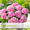 Plant in a Box - Hydrangea macrophylla Roze - Set van 6 - Hortensiaroos - Pot 9cm - Hoogte 25-40cm