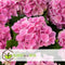 Plant in a Box - Hydrangea macrophylla Roze - Set van 6 - Hortensiaroos - Pot 9cm - Hoogte 25-40cm