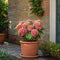 Plant in a Box - Hydrangea macrophylla Roze - Set van 6 - Hortensiaroos - Pot 9cm - Hoogte 25-40cm