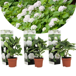 Plant in a Box - Hydrangea macrophylla Wit - Set van 3 - Hortensiaroos - Pot 9cm - Hoogte 25-40cm