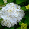 Plant in a Box - Hydrangea macrophylla Wit - Set van 3 - Hortensiaroos - Pot 9cm - Hoogte 25-40cm