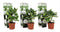 Plant in a Box - Hydrangea macrophylla Wit - Set van 3 - Hortensiaroos - Pot 9cm - Hoogte 25-40cm