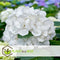Plant in a Box - Hydrangea macrophylla Wit - Set van 3 - Hortensiaroos - Pot 9cm - Hoogte 25-40cm