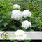 Plant in a Box - Hydrangea macrophylla Wit - Set van 6 - Hortensiaroos - Pot 9cm - Hoogte 25-40cm