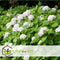 Plant in a Box - Hydrangea macrophylla Wit - Set van 6 - Hortensiaroos - Pot 9cm - Hoogte 25-40cm