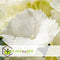 Plant in a Box - Hydrangea macrophylla Wit - Set van 6 - Hortensiaroos - Pot 9cm - Hoogte 25-40cm