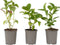 Plant in a Box - Hydrangea macrophylla Wit - Set van 6 - Hortensiaroos - Pot 9cm - Hoogte 25-40cm